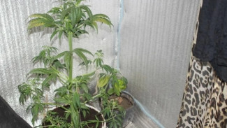 45-летний житель села под Судаком выращивал дома марихуану 