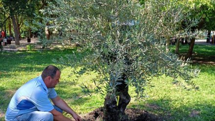 Столетнюю оливу высадили в симферопольском парке Гагарина