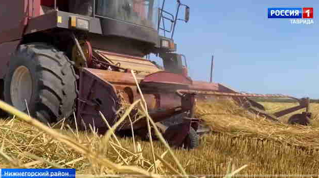 Крымские аграрии спасли урожай риса