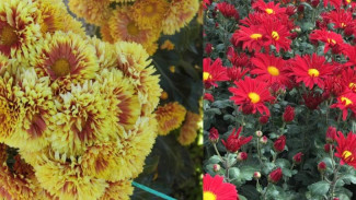 В Никитском ботаническом саду новые сорта хризантемы назвали в честь воинов Донбасса 