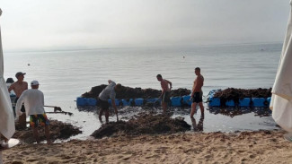 Собранные на пляжах Евпатории водоросли вывозят обратно в море