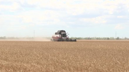 Битва за урожай: в Черноморском районе урожайность озимой пшеницы составляет 19,1 ц/га