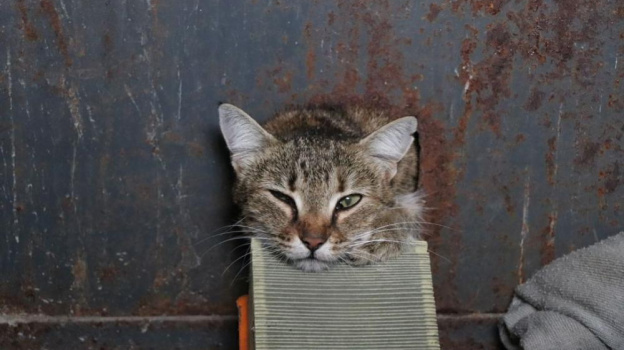 В Севастополе кот застрял в квартирной электрощитовой шахте