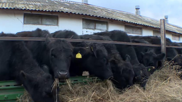 Два крымских сельскохозяйственных проекта получат 5,4 млрд рублей инвестиций 