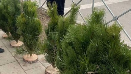 Восемь нелегальных торговцев елками оштрафовали в Симферополе