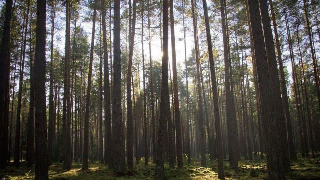 В Крыму на 3 недели закроют леса
