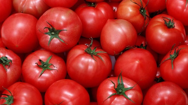 В Крыму вырастили 300 тон томатов с начала года