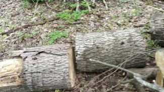 В Симферопольском лесничестве вырубили деревья ясеня на полмиллиона