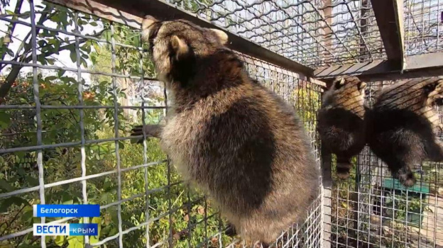 Эвакуированные из Херсона животные осваиваются в крымском сафари-парке