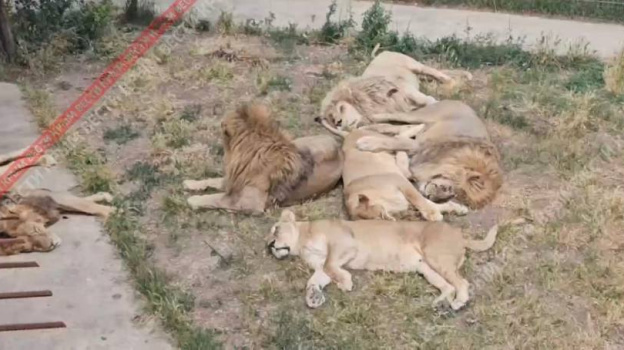  Текущая обстановка в парке львов «Тайган» 