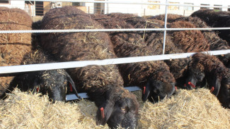 В Крым из Волгоградской области поставлена крупная партия овец уникальной породы