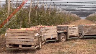 В Красногвардейском районе собрали больше 50 тысяч тонн яблок