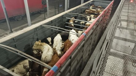 В Крым пытались ввезти животных без документов