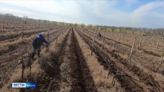Крымские виноградари получат 900 миллионов рублей