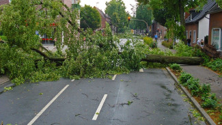 Более 40 деревьев упали на улицы Симферополя