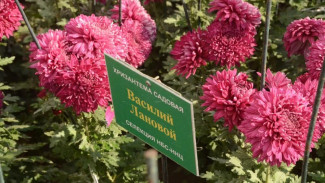 «Королеву хризантем» выбрали в Никитском ботаническом саду