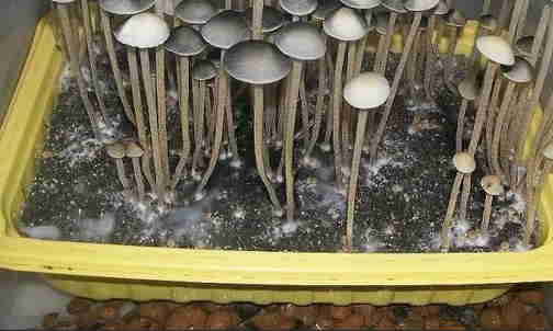 Севастопольский спецназ пресёк попытку сбыта крупной партии наркотических грибов