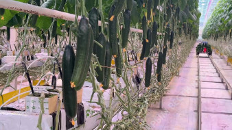 В Крыму с начала года собрали почти 30 тысяч тонн овощей закрытого грунта