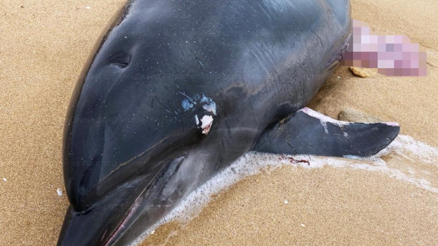В Крыму за месяц нашли 58 мертвых дельфинов