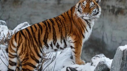 Зверь дошел до Щелкино: в Крыму продолжаются поиски амурского тигра