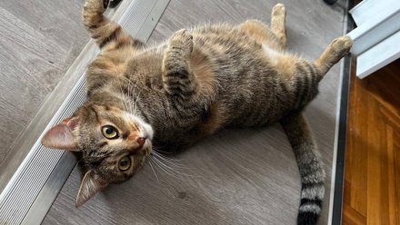 Опрос ВТБ: половина россиян начинает новоселье с кошки