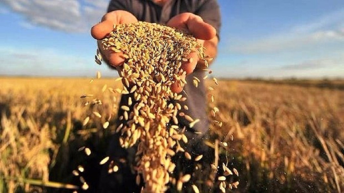 Сбор зерновых в России