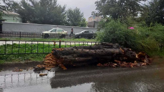 Сильный шторм повалил деревья в Симферополе