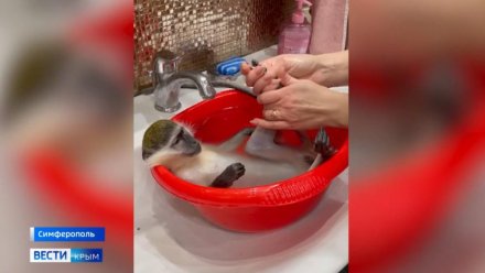 Крымчанам рассказали, как правильно содержать экзотических животных