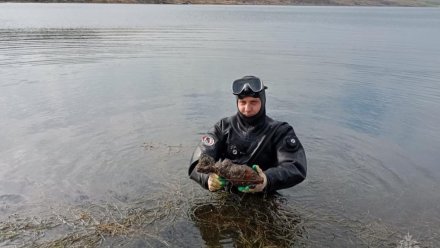 В Керчи в воде обезвредили 2 боеприпаса времён Великой Отечественной войны