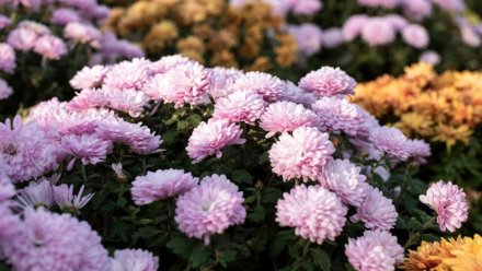 В Симферополе в декабре высадят около 40 тысяч цветов