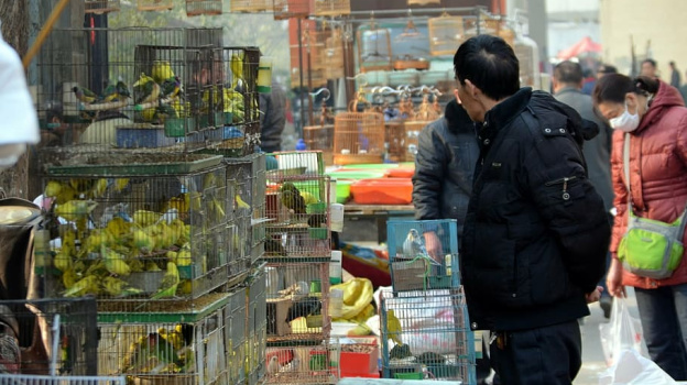 Птичий рынок Симферополя ждёт масштабное благоустройства