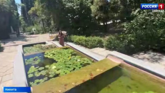 В Никитском ботаническом саду цветут нимфеи