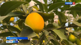 В Крыму готовятся к сбору урожая лимонов