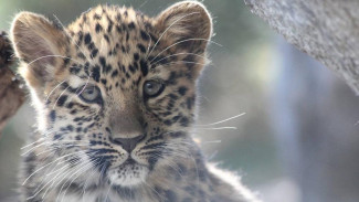 ВТБ объявил конкурс на имя для котёнка дальневосточного леопарда