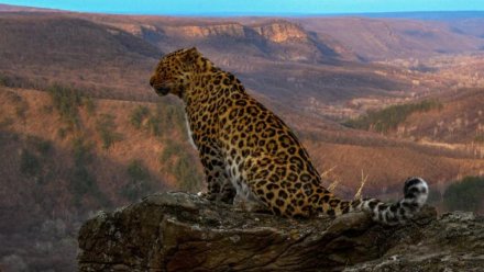 Кампания ВТБ и нацпарка «Земля леопарда» по сохранению дальневосточного леопарда набирает обороты