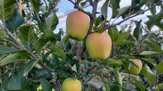 В Крыму приступили к сбору осенних сортов яблок