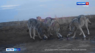 Волки стали чаще нападать на домашних животных в Крыму