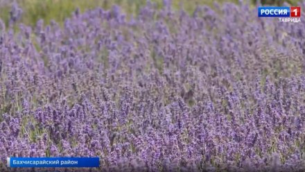 В Крыму впервые расцвёл новый сорт лаванды «Меркурий»