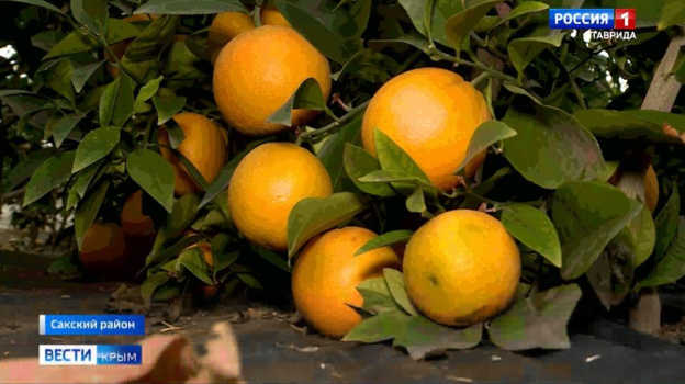 В Сакском районе Крыма выращивают экзотические фрукты 