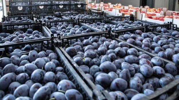 Крымские фрукты отправят военным в зону СВО