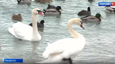 В Крыму стало больше водоплавающих птиц