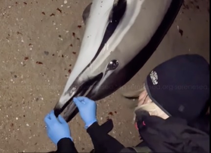 Дельфин выбросился на берег в Евпатории: очевидцы по незнанию пытались вернуть его в море