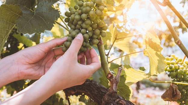 В крымском агросекторе выросли темпы развития виноградного питомниководства