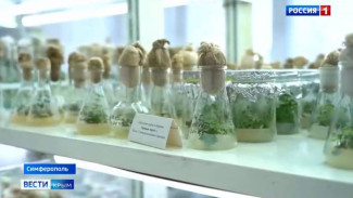 В Крыму планируют начать выращивать душицу в промышленных масштабах