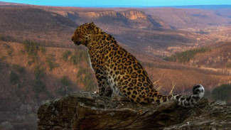 Кампания ВТБ и нацпарка «Земля леопарда» по сохранению дальневосточного леопарда набирает обороты