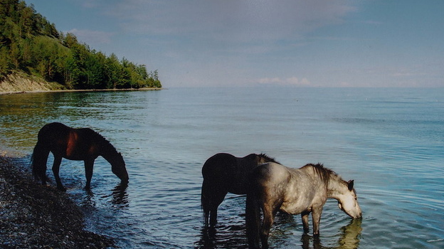 В Крыму лошадь утонула в ледяном озере