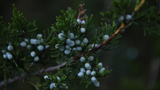  В Евпатории высадили саженцы можжевельника в рамках экоакции «Сохраним можжевельники Крыма»