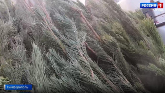 В столице Крыма открылись ёлочные базары