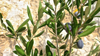 Киви и оливки начали выращивать в Крыму