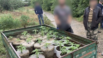 Крымская полиция задержала ранее судимого гражданина, выращивающего наркосодержащие растения